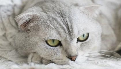 开云-【早报】武磊这次踢豪门 没有段子 只有沉默